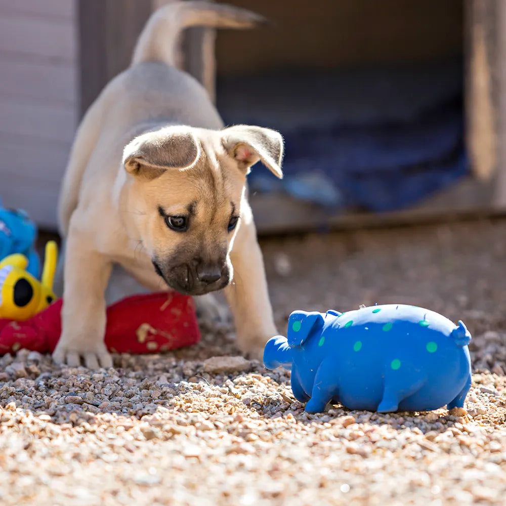 Goblets Pig Dog Toy