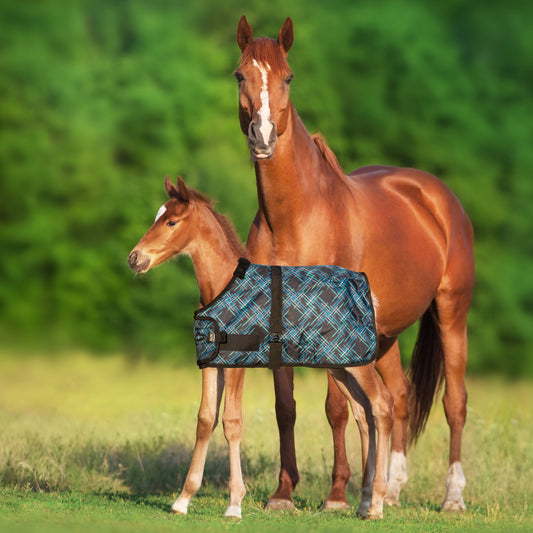 180G Medium Weight Adjustable Foal Winter Turnout Blanket