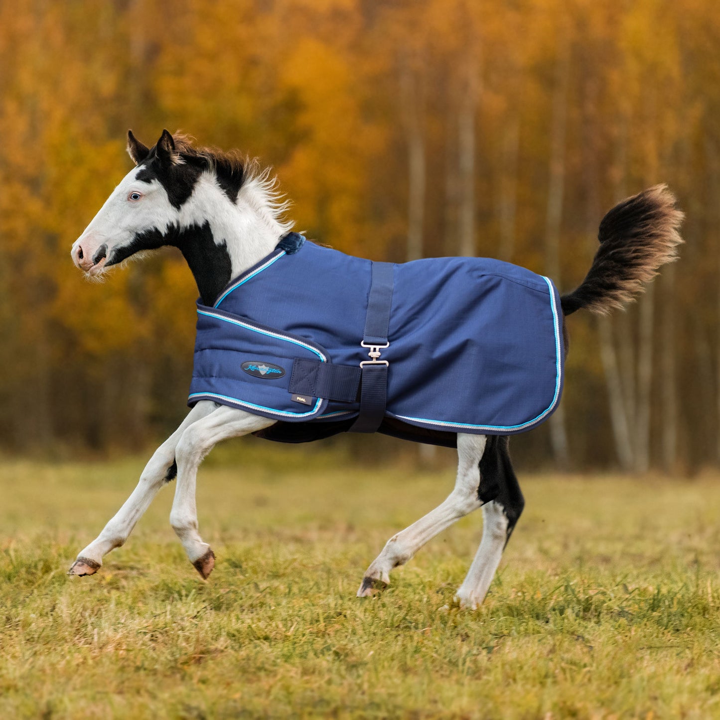 180G Medium Weight Adjustable Foal Winter Turnout Blanket