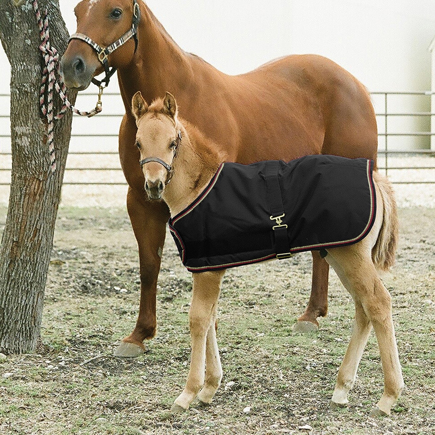 180G Medium Weight Adjustable Foal Winter Turnout Blanket