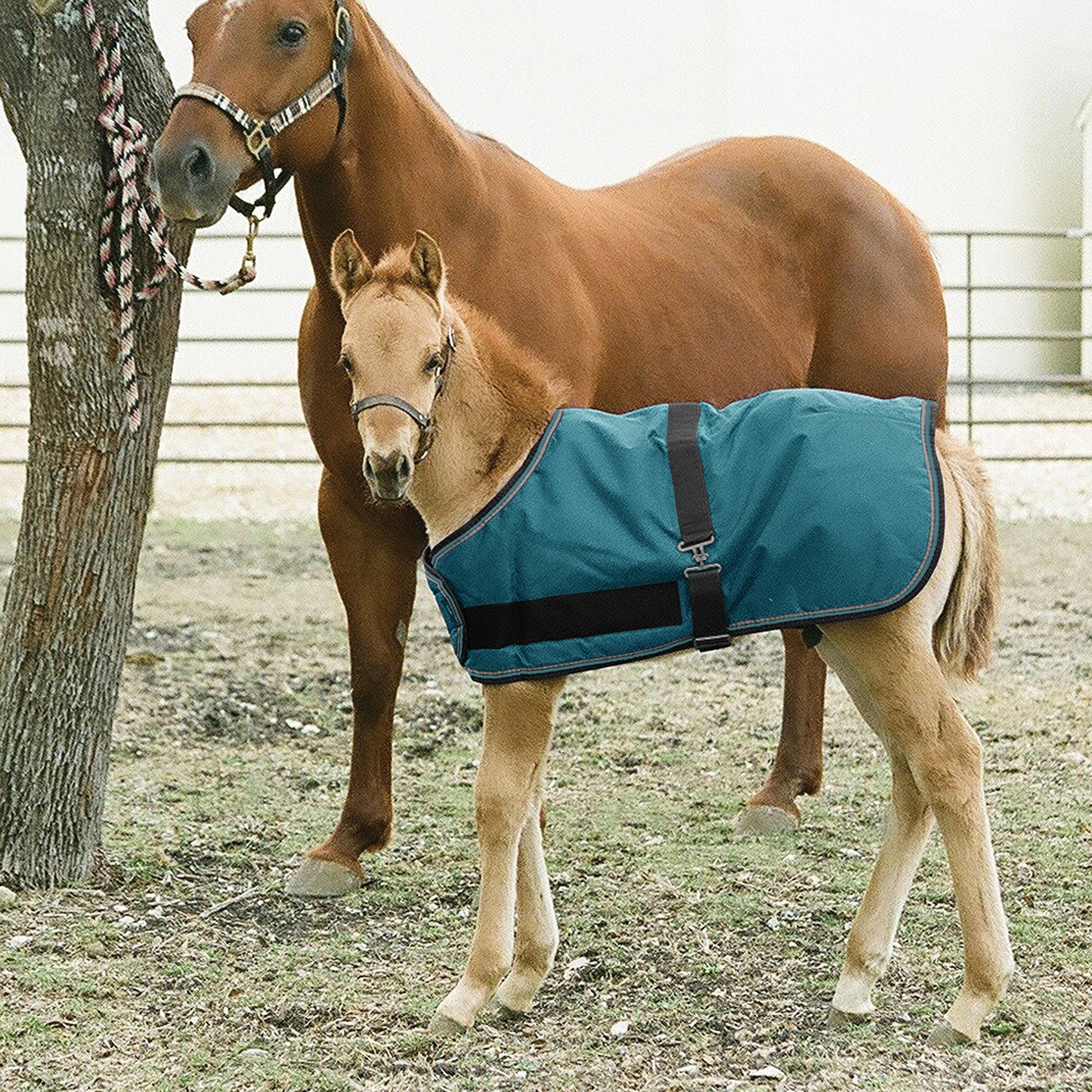 180G Medium Weight Adjustable Foal Winter Turnout Blanket