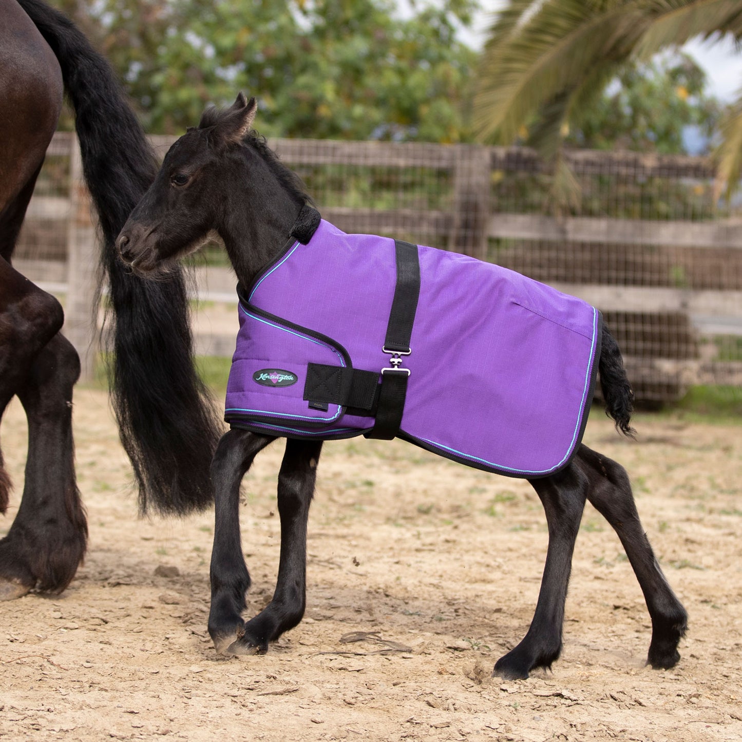 180G Medium Weight Adjustable Foal Winter Turnout Blanket