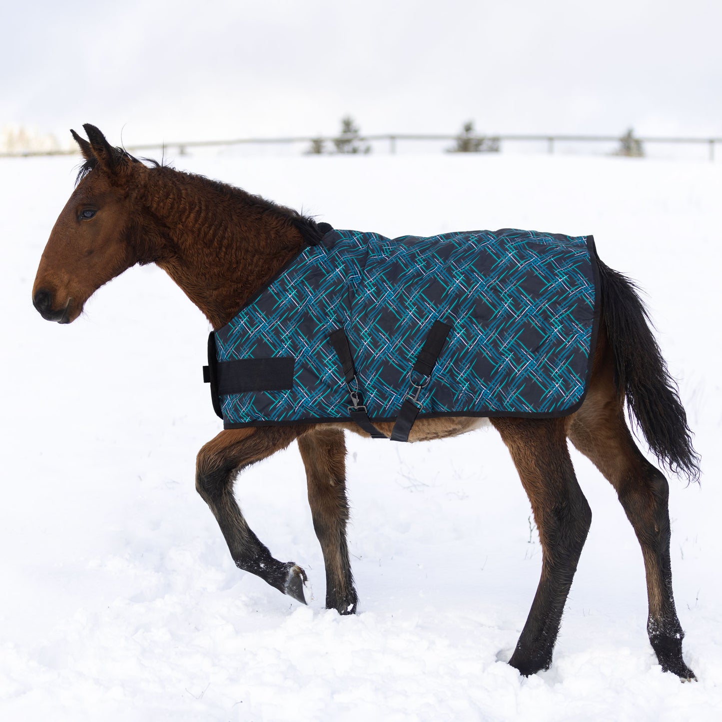 180G Medium Weight Adjustable Weanling Winter Turnout Blanket