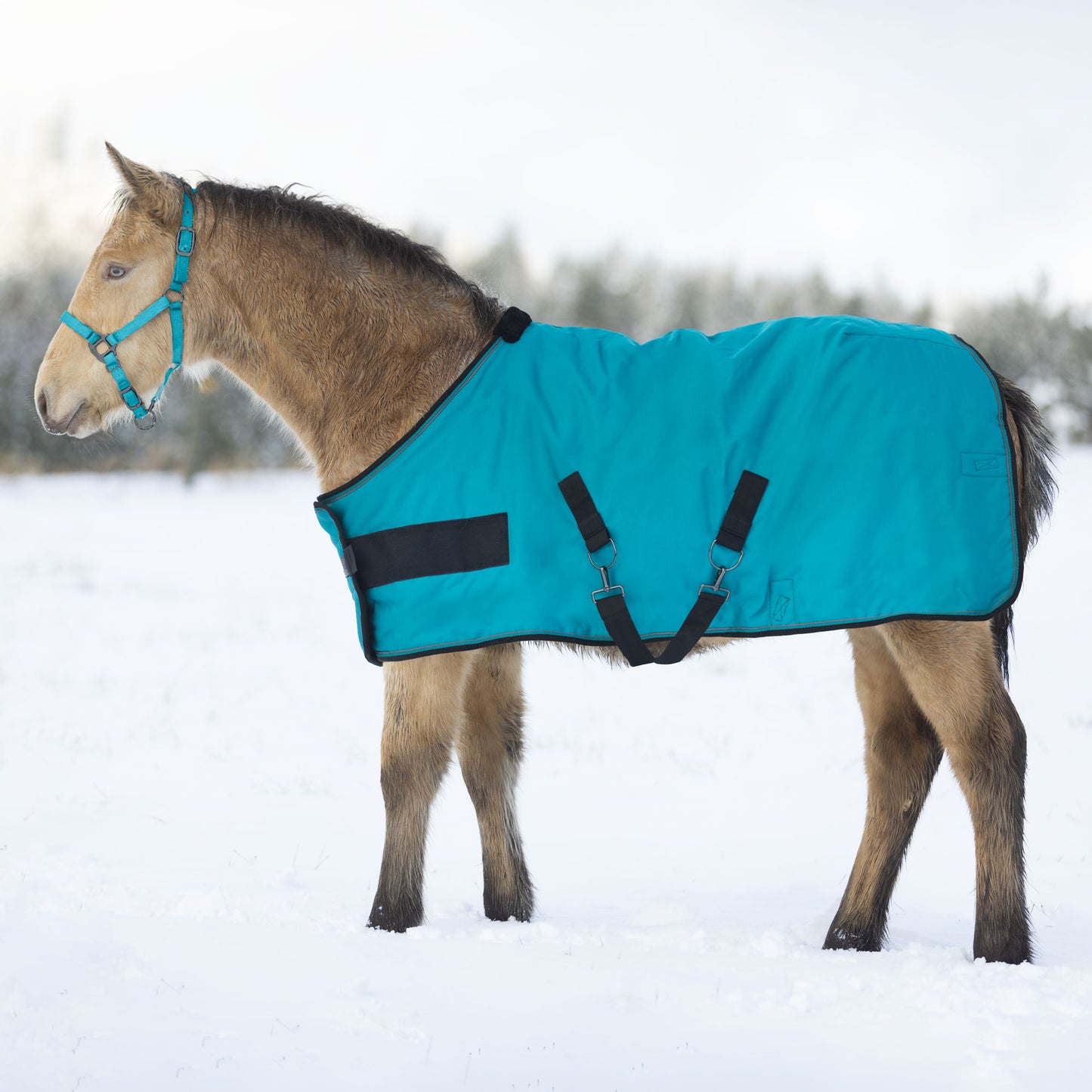 180G Medium Weight Adjustable Yearling Winter Turnout Blanket
