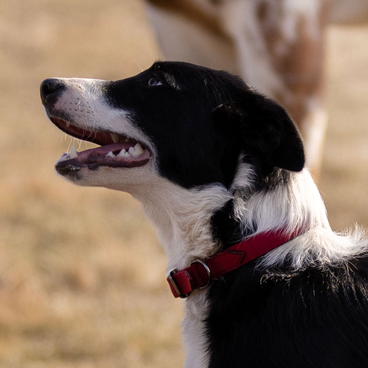 Nylon Dog Collar with Padding
