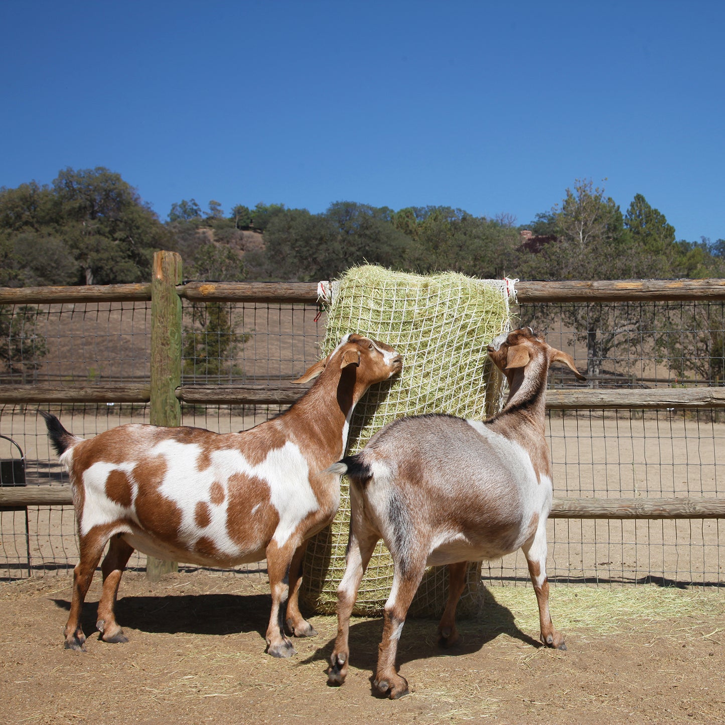 Freedom Feeder Full Bale Net - 3 String Bale Capacity - 3 Slow Feed Mesh Options