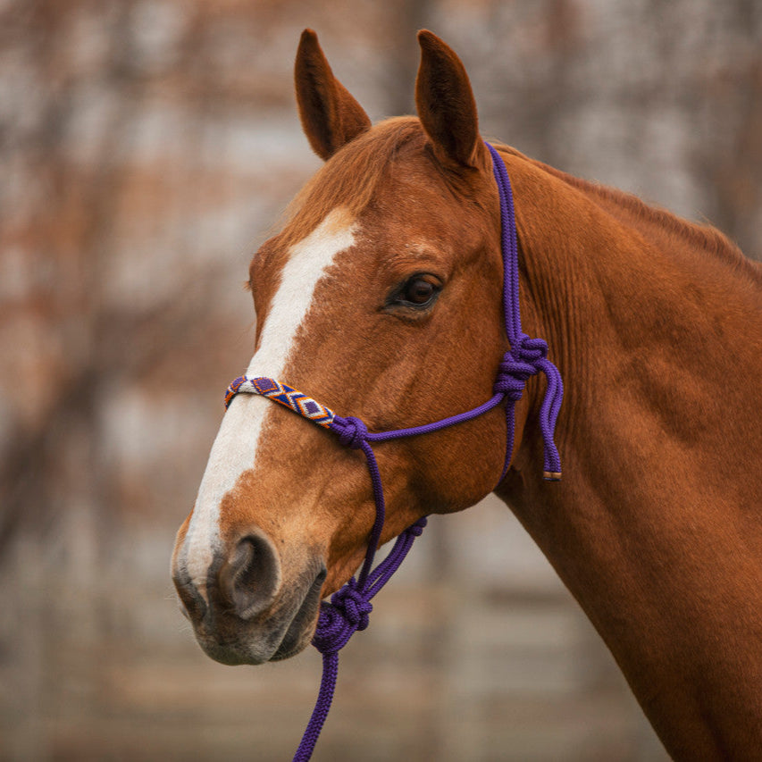 Beaded Rope Halter with 8' Lead