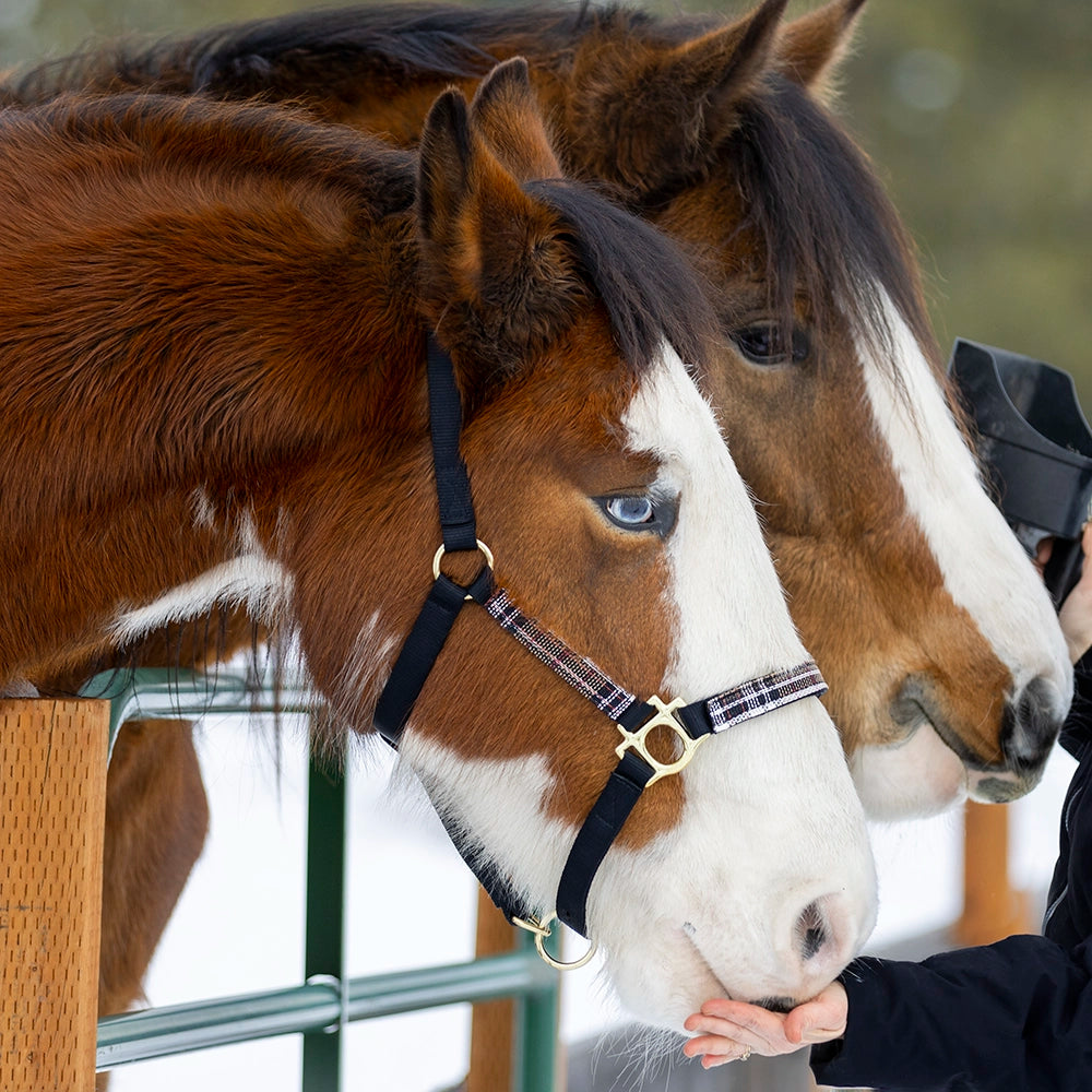 Premium Nylon Halter by Kensington Protective Products